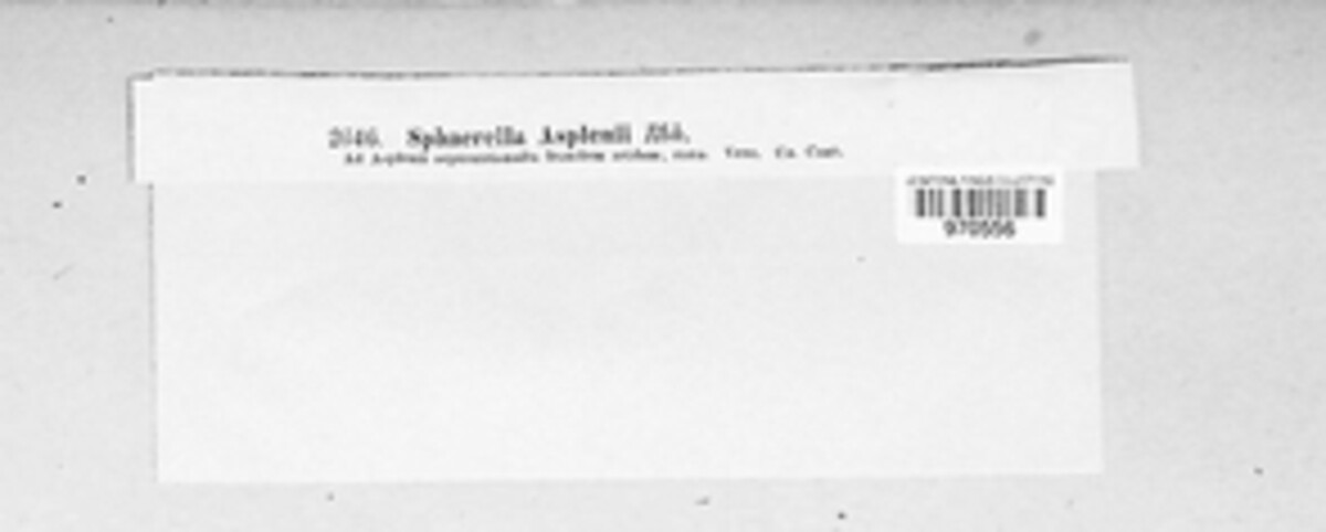 Mycosphaerella asplenii image
